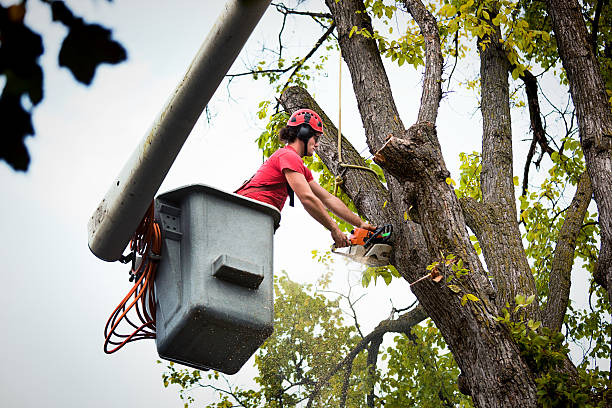 Best Tree Preservation Services  in West Bay Shore, NY